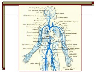 Tema 5 (III) Vasos sanguíneos 2023