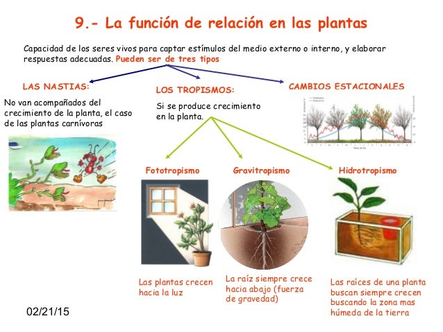 TEMA 5 "LAS PLANTAS"