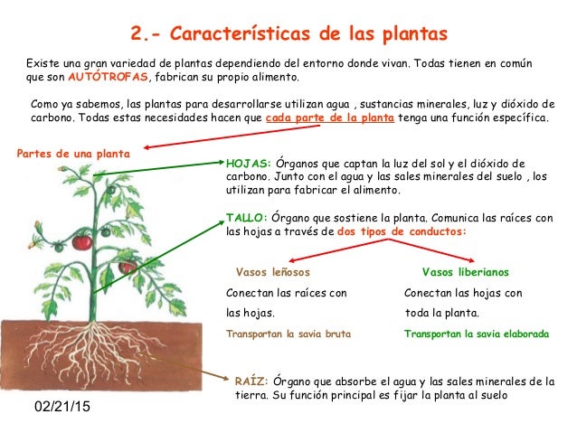 Los mejores consejos para calcular metabolismo basal harris benedict