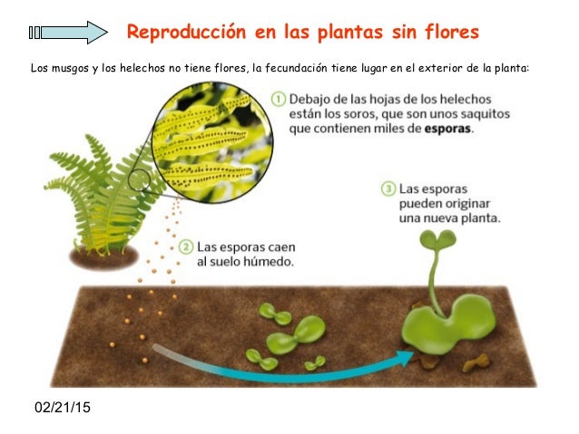 TEMA 5 "LAS PLANTAS"