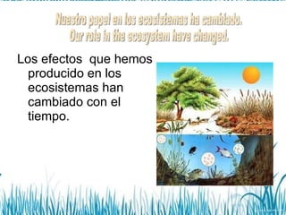 Los efectos  que hemos producido en los ecosistemas han cambiado con el tiempo. Nuestro papel en los ecosistemas ha cambiado. Our role in the ecosystem have changed. 