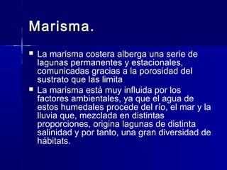 Marisma.Marisma.
 La marisma costera alberga una serie de
lagunas permanentes y estacionales,
comunicadas gracias a la porosidad del
sustrato que las limita
 La marisma está muy influida por los
factores ambientales, ya que el agua de
estos humedales procede del río, el mar y la
lluvia que, mezclada en distintas
proporciones, origina lagunas de distinta
salinidad y por tanto, una gran diversidad de
hábitats.
 