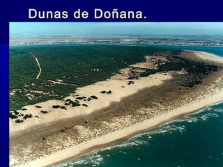 Dunas de Doñana.Dunas de Doñana.
 
