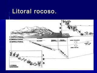 Litoral rocoso.Litoral rocoso.
 