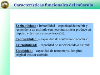 Excitabilidad: o Irritabilidad – capacidad de recibir y
responder a un estímulo (un neurotransmisor produce un
impulso eléctrico y una contracción).
Contractilidad: – capacidad de contraerse o acortarse.
Extensibilidad: – capacidad de ser extendido o estirado.
Elasticidad: – capacidad de recuperar su longitud
original tras ser estirado.
Características funcionales del músculo
 