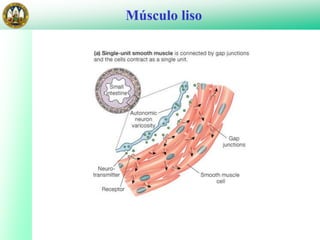 Músculo liso
 