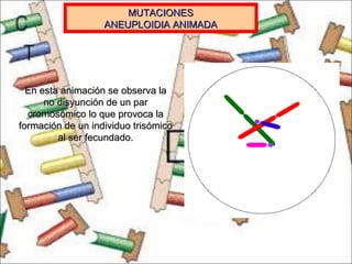 MUTACIONES ANEUPLOIDIA ANIMADA En esta animación se observa la no disyunción de un par cromosómico lo que provoca la formación de un individuo trisómico al ser fecundado. 