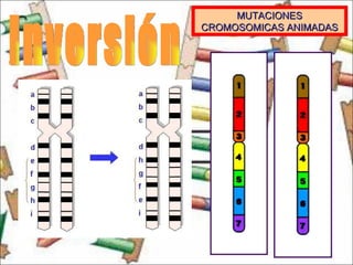 Inversión MUTACIONES CROMOSOMICAS ANIMADAS 