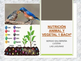 NUTRICIÓN
ANIMAL Y
VEGETAL 1 BACHº
SERGIO SALOBREÑA
LUCENA
LAS LAGUNAS
 
