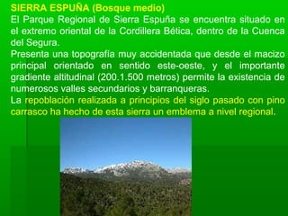 SIERRA ESPUÑA (Bosque medio)
El Parque Regional de Sierra Espuña se encuentra situado en
el extremo oriental de la Cordillera Bética, dentro de la Cuenca
del Segura.
Presenta una topografía muy accidentada que desde el macizo
principal orientado en sentido este-oeste, y el importante
gradiente altitudinal (200.1.500 metros) permite la existencia de
numerosos valles secundarios y barranqueras.
La repoblación realizada a principios del siglo pasado con pino
carrasco ha hecho de esta sierra un emblema a nivel regional.
 