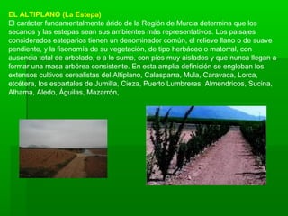 EL ALTIPLANO (La Estepa)
El carácter fundamentalmente árido de la Región de Murcia determina que los
secanos y las estepas sean sus ambientes más representativos. Los paisajes
considerados esteparios tienen un denominador común, el relieve llano o de suave
pendiente, y la fisonomía de su vegetación, de tipo herbáceo o matorral, con
ausencia total de arbolado, o a lo sumo, con pies muy aislados y que nunca llegan a
formar una masa arbórea consistente. En esta amplia definición se engloban los
extensos cultivos cerealistas del Altiplano, Calasparra, Mula, Caravaca, Lorca,
etcétera, los espartales de Jumilla, Cieza, Puerto Lumbreras, Almendricos, Sucina,
Alhama, Aledo, Águilas, Mazarrón,
 