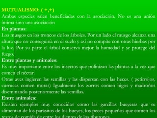 MUTUALISMO: ( +,+)
Ambas especies salen beneficiadas con la asociación. No es una unión
íntima sino una asociación
En plantas:
Los musgos en los troncos de los árboles. Por un lado el musgo alcanza una
altura que no conseguiría en el suelo y así no compite con otras hierbas por
la luz. Por su parte el árbol conserva mejor la humedad y se protege del
fuego.
Entre plantas y animales:
Es muy importante entre los insectos que polinizan las plantas a la vez que
comen el néctar.
Otras aves ingieren las semillas y las dispersan con las heces. ( petirrojos,
currucas comen moras) Igualmente los zorros comen higos y madroños
diseminando posteriormente las semillas.
Entre animales:
Existen ejemplos muy conocidos como las garcillas bueyeras que se
alimentan de los parásitos de los bueyes, los peces pequeños que comen los
 
