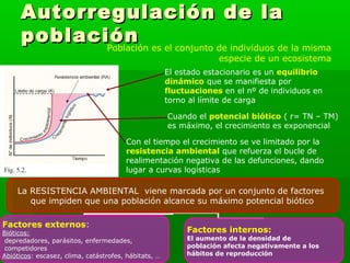 Autorregulación de laAutorregulación de la
poblaciónpoblaciónPoblación es el conjunto de individuos de la misma
especie de un ecosistema
El estado estacionario es un equilibrio
dinámico que se manifiesta por
fluctuaciones en el nº de individuos en
torno al límite de carga
Cuando el potencial biótico ( r= TN – TM)
es máximo, el crecimiento es exponencial
Con el tiempo el crecimiento se ve limitado por la
resistencia ambiental que refuerza el bucle de
realimentación negativa de las defunciones, dando
lugar a curvas logísticas
La RESISTENCIA AMBIENTAL viene marcada por un conjunto de factores
que impiden que una población alcance su máximo potencial biótico
Factores externos:
Bióticos:
depredadores, parásitos, enfermedades,
competidores
Abióticos: escasez, clima, catástrofes, hábitats, …
Factores internos:
El aumento de la densidad de
población afecta negativamente a los
hábitos de reproducción
 