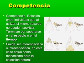 CompetenciaCompetencia
 Competencia. RelaciónCompetencia. Relación
entre individuos que alentre individuos que al
utilizar el mismo recursoutilizar el mismo recurso
no pueden coexistir.no pueden coexistir.
Terminan por separarseTerminan por separarse
en elen el espacioespacio o en elo en el
tiempotiempo..
 Puede ser interespecíficaPuede ser interespecífica
o intraespecífica, en esteo intraespecífica, en este
caso actúa comocaso actúa como
mecanismo para lamecanismo para la
selección natural.selección natural.
 