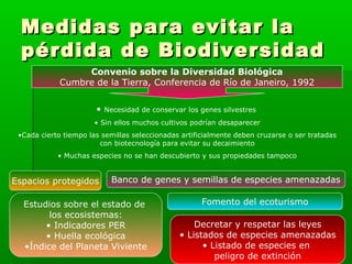 Medidas para evitar laMedidas para evitar la
pérdida de Biodiversidadpérdida de Biodiversidad
Convenio sobre la Diversidad Biológica
Cumbre de la Tierra, Conferencia de Río de Janeiro, 1992
• Necesidad de conservar los genes silvestres
• Sin ellos muchos cultivos podrían desaparecer
•Cada cierto tiempo las semillas seleccionadas artificialmente deben cruzarse o ser tratadas
con biotecnología para evitar su decaimiento
• Muchas especies no se han descubierto y sus propiedades tampoco
Espacios protegidos
Estudios sobre el estado de
los ecosistemas:
• Indicadores PER
• Huella ecológica
•Índice del Planeta Viviente
Banco de genes y semillas de especies amenazadas
Fomento del ecoturismo
Decretar y respetar las leyes
• Listados de especies amenazadas
• Listado de especies en
peligro de extinción
 