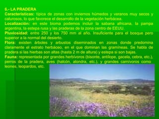 6.- LA PRADERA
Características: típica de zonas con inviernos húmedos y veranos muy secos y
calurosos, lo que favorece el desarrollo de la vegetación herbácea.
Localización: en este bioma podemos incluir la sabana africana, la pampa
argentina, la estepa rusa y las praderas de la zona centro de EEUU.
Pluviosidad: entre 250 y los 750 mm al año. Insuficiente para el bosque pero
superior a la normal del desierto.
Flora: existen árboles y arbustos diseminados en zonas donde predomina
claramente el estrato herbáceo, en el que dominan las gramíneas. Se habla de
pradera si las hierbas son altas (hasta 2 m de altura) y estepa si son bajas.
Fauna: representada por grandes herbívoros (bisonte, antílope, gacela, cebra, etc.),
perros de la pradera, aves (halcón, alondra, etc.), y grandes carnívoros como
leones, leopardos, etc.
 