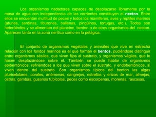 Los organismos nadadores capaces de desplazarse libremente por la
masa de agua con independencia de las corrientes constituyen el necton. Entre
ellos se encuentan multitud de peces y todos los mamíferos, aves y reptiles marinos
(atunes, sardinas, tiburones, ballenas, pingüinos, tortugas, etc.). Todos son
heterótrofos y se alimentan del plancton, benton o de otros organismos del necton.
Aparecen tanto en la zona nerítica como en la pelágica.
El conjunto de organismos vegetales y animales que vive en estrecha
relación con los fondos marinos es el que forman el bentos, pudiéndose distinguir
entre organismos sésiles, que viven fijos al sustrato, y organismos vágiles, que lo
hacen desplazándose sobre él. También se puede hablar de organismos
epibentónicos, refiriéndose a los que viven sobre el sustrato, y endobentónicos, si
viven dentro del sustrato. Son organismos típicos del benton las algas
pluricelulares, corales, anémonas, cangrejos, estrellas y erizos de mar, almejas,
ostras, gambas, gusanos tubícolas, peces como escorpenas, morenas, rascasas,
 