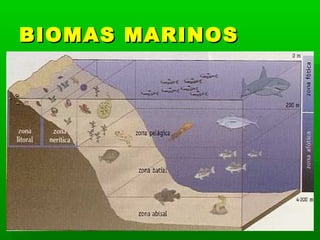 BIOMAS MARINOSBIOMAS MARINOS
 