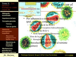 Contacto con el hospedador Por adherencia a estructuras del huésped (piel, mucosas, conjuntivas) “ Pili” o fimbria de las B.G(-) Selectina    receptores hidrocarbonados Fibrillas de las B.G(+) Acido lipoproteico    fibronectina Virus de la gripe Hemaglutinina    acido siálico Por inoculación (paso directo al torrente sanguíneo) 17/11/2008 Patología General. Grupo C (Prof. Cruz Fernández). 