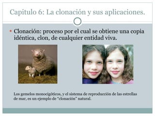 Capitulo 6: La clonación y sus aplicaciones. Clonación: proceso por el cual se obtiene una copia idéntica, clon, de cualquier entidad viva. Los gemelos monocigóticos, y el sistema de reproducción de las estrellas de mar, es un ejemplo de “clonación” natural. 