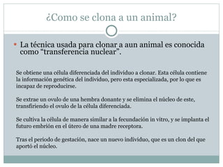 ¿Como se clona a un animal? La técnica usada para clonar a aun animal es conocida como “transferencia nuclear”. Se obtiene una célula diferenciada del individuo a clonar. Esta célula contiene la información genética del individuo, pero esta especializada, por lo que es incapaz de reproducirse. Se extrae un ovulo de una hembra donante y se elimina el núcleo de este, transfiriendo el ovulo de la célula diferenciada. Se cultiva la célula de manera similar a la fecundación in vitro, y se implanta el futuro embrión en el útero de una madre receptora. Tras el periodo de gestación, nace un nuevo individuo, que es un clon del que aportó el núcleo. 