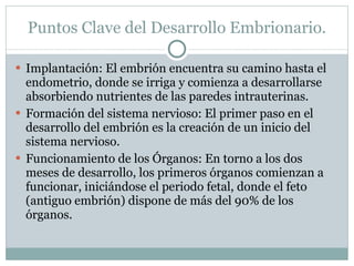 Puntos Clave del Desarrollo Embrionario. Implantación: El embrión encuentra su camino hasta el endometrio, donde se irriga y comienza a desarrollarse absorbiendo nutrientes de las paredes intrauterinas. Formación del sistema nervioso: El primer paso en el desarrollo del embrión es la creación de un inicio del sistema nervioso. Funcionamiento de los Órganos: En torno a los dos meses de desarrollo, los primeros órganos comienzan a funcionar, iniciándose el periodo fetal, donde el feto (antiguo embrión) dispone de más del 90% de los órganos. 