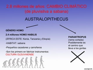 2.8 millones de años: CAMBIO CLIMÁTICO
(de pluvisilva a sabana)
AUSTRALOPITHECUS
PARANTROPUS
(rama cortada)
Posiblemente es
el camino que
lleva a los gorilas
GÉNERO HOMO
2.4 millones HOMO HABILIS
(ÁFRICA ESTE: Kenia, Tanzania y Etiopía)
-HABITAT: sabana
-Pequeños cazadores y carroñeros
-Son los primero en fabricar instrumentos:
CULTURA OLDUVAIENSE
 