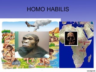 HOMO HABILIS
 