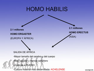 HOMO HABILIS
2.1 millones
HOMO ERGASTER
(EUROPA Y ÁFRICA)
2.1 millones
HOMO ERECTUS
(ASIA)
SALIDA DE ÁFRICA
-Mayor tamaño del cerebro y del cuerpo
-Más cazador y menos carroñero
-Controla el FUEGO
-Cultura material más desarrollada: ACHELENSE
 