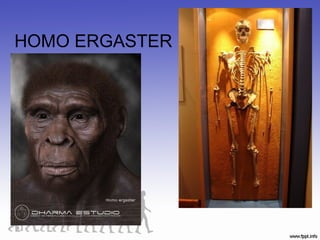 HOMO ERGASTER
 