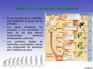 ORIGEN Y EVOLUCIÓN DEL SER HUMANO
• El ser humano es un mamífero
que pertenece al grupo de los
primates.
• Los seres humanos, los
primates y los homínidos a
partir de los que hemos
evolucionado tenemos
antepasados comunes.
• Los primeros fósiles de
homínidos encontrados tienen
una antigüedad de alrededor
de 5 millones de años.
 