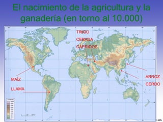 El nacimiento de la agricultura y la
ganadería (en torno al 10.000)
MAÍZ
TRIGO
CEBADA
CÁPRIDOS
LLAMA
ARROZ
CERDO
 