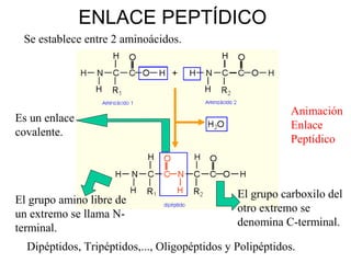 ENLACE PEPTÍDICO
Se establece entre 2 aminoácidos.
Es un enlace
covalente.
El grupo amino libre de
un extremo se llama N-
...