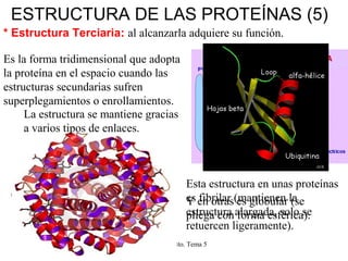Biología 2º Bto. Tema 5
ESTRUCTURA DE LAS PROTEÍNAS (5)
* Estructura Terciaria: al alcanzarla adquiere su función.
Es la f...