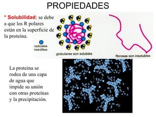 Biología 2º Bto. Tema 5
PROPIEDADES
* Solubilidad: se debe
a que los R polares
están en la superficie de
la proteína.
La p...