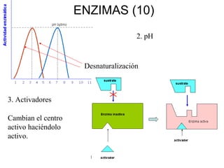Biología 2º Bto. Tema 5
ENZIMAS (10)
2. pH
Desnaturalización
3. Activadores
Cambian el centro
activo haciéndolo
activo.
 