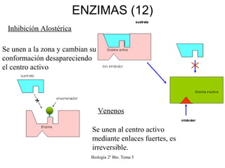 Biología 2º Bto. Tema 5
ENZIMAS (12)
Inhibición Alostérica
Se unen a la zona y cambian su
conformación desapareciendo
el c...