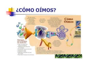 funcionamiento del oido
 