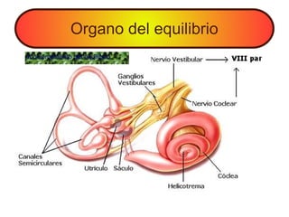 Organo del equilibrio
funcionamiento del equilibrio
 
