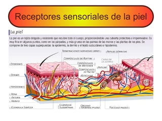 Receptores sensoriales de la piel
 