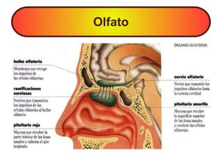 Olfato
 
