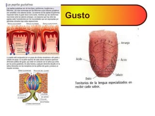 Gusto
 