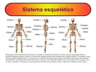 Sistema esquelético
 