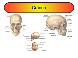 Cráneo
 