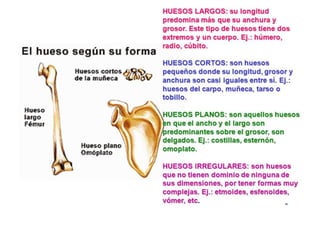 TIPOS DE HUESOS
 