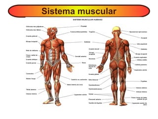 Sistema muscular
 