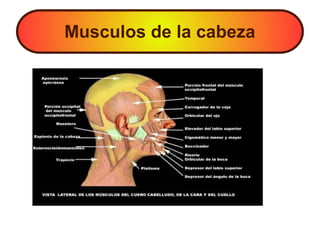 Musculos de la cabeza
 