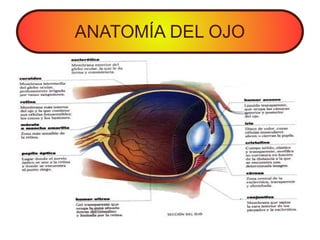 ANATOMÍA DEL OJO
 
