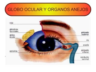 GLOBO OCULAR Y ORGANOS ANEJOS
 