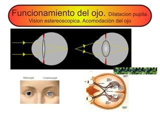 Funcionamiento del ojo. Dilatacion pupila.
Vision estereoscopica. Acomodación del ojo
funcionamento del ojo
 